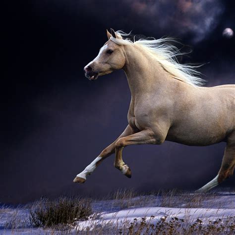 beautiful horse pictures